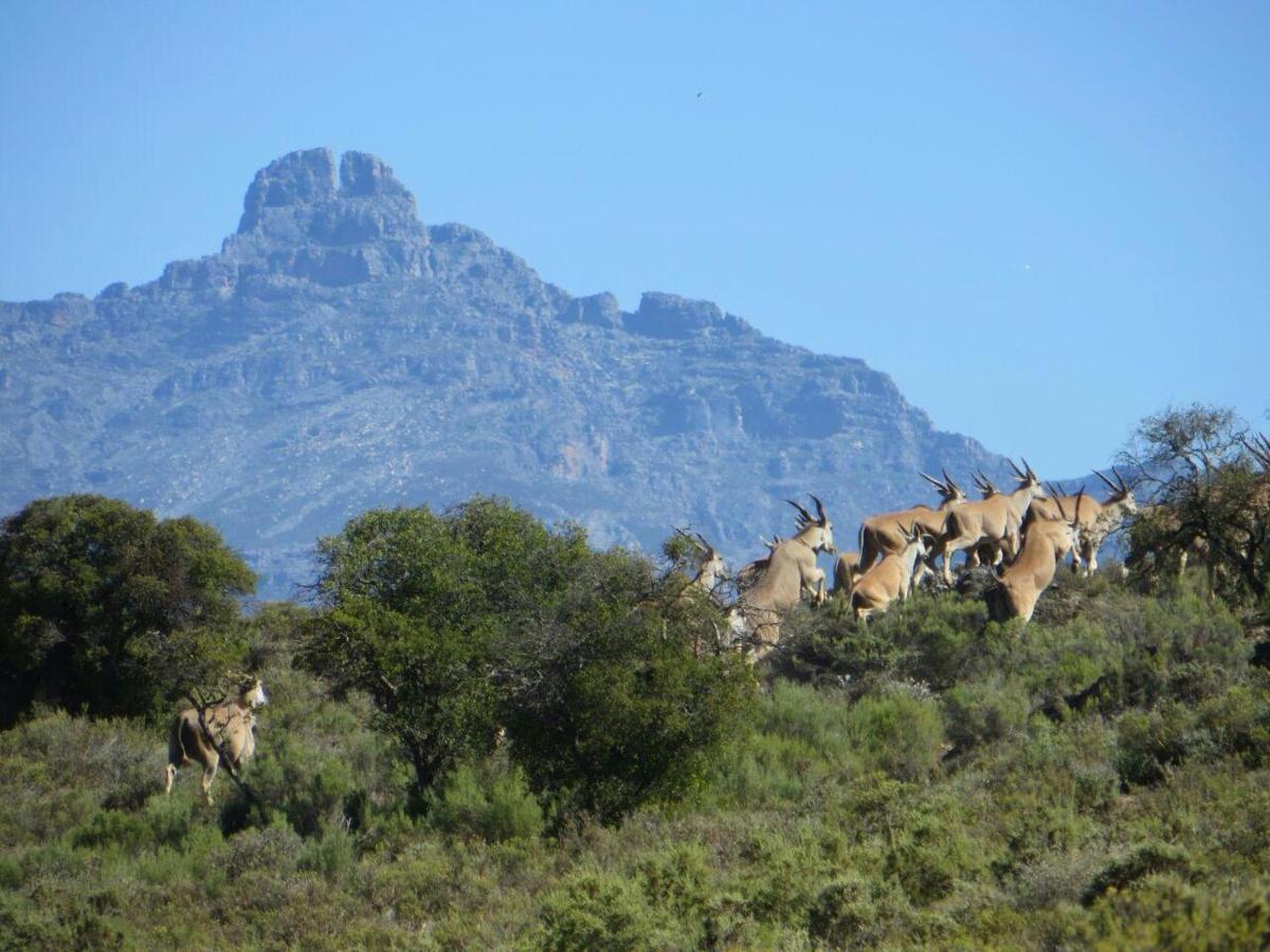Rooiberg Wild Private Game Reserve Ледисмит Экстерьер фото