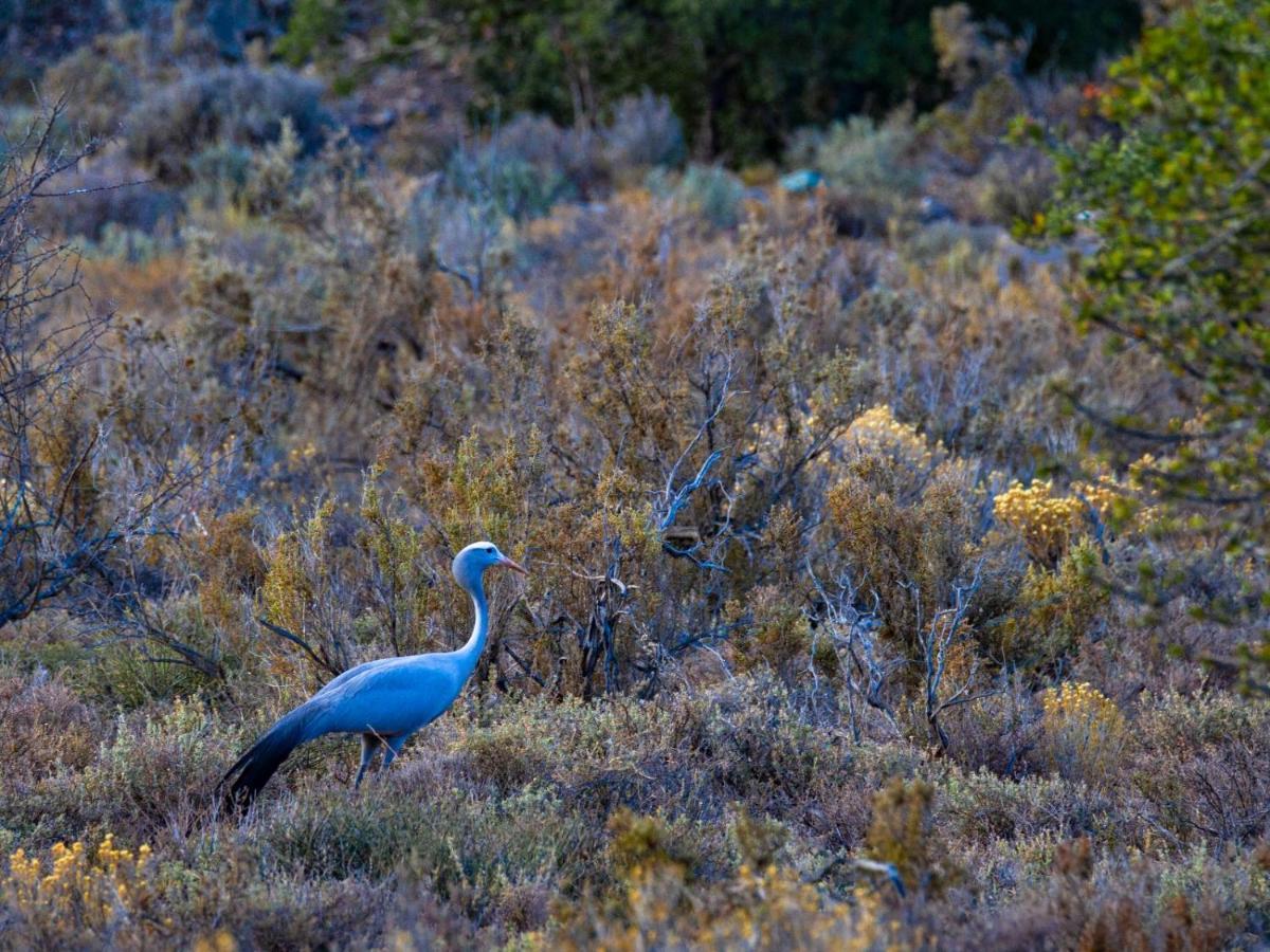 Rooiberg Wild Private Game Reserve Ледисмит Экстерьер фото