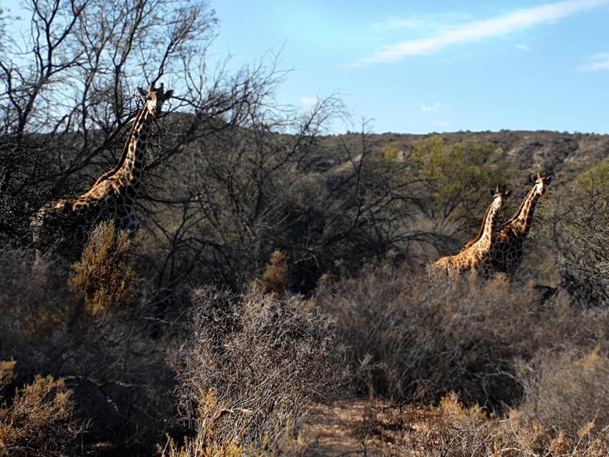 Rooiberg Wild Private Game Reserve Ледисмит Экстерьер фото