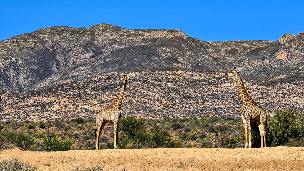Rooiberg Wild Private Game Reserve Ледисмит Экстерьер фото