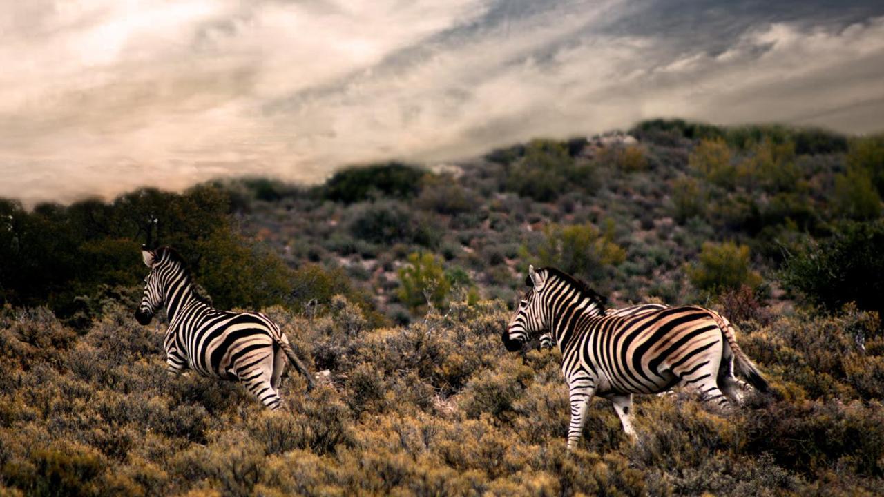 Rooiberg Wild Private Game Reserve Ледисмит Экстерьер фото